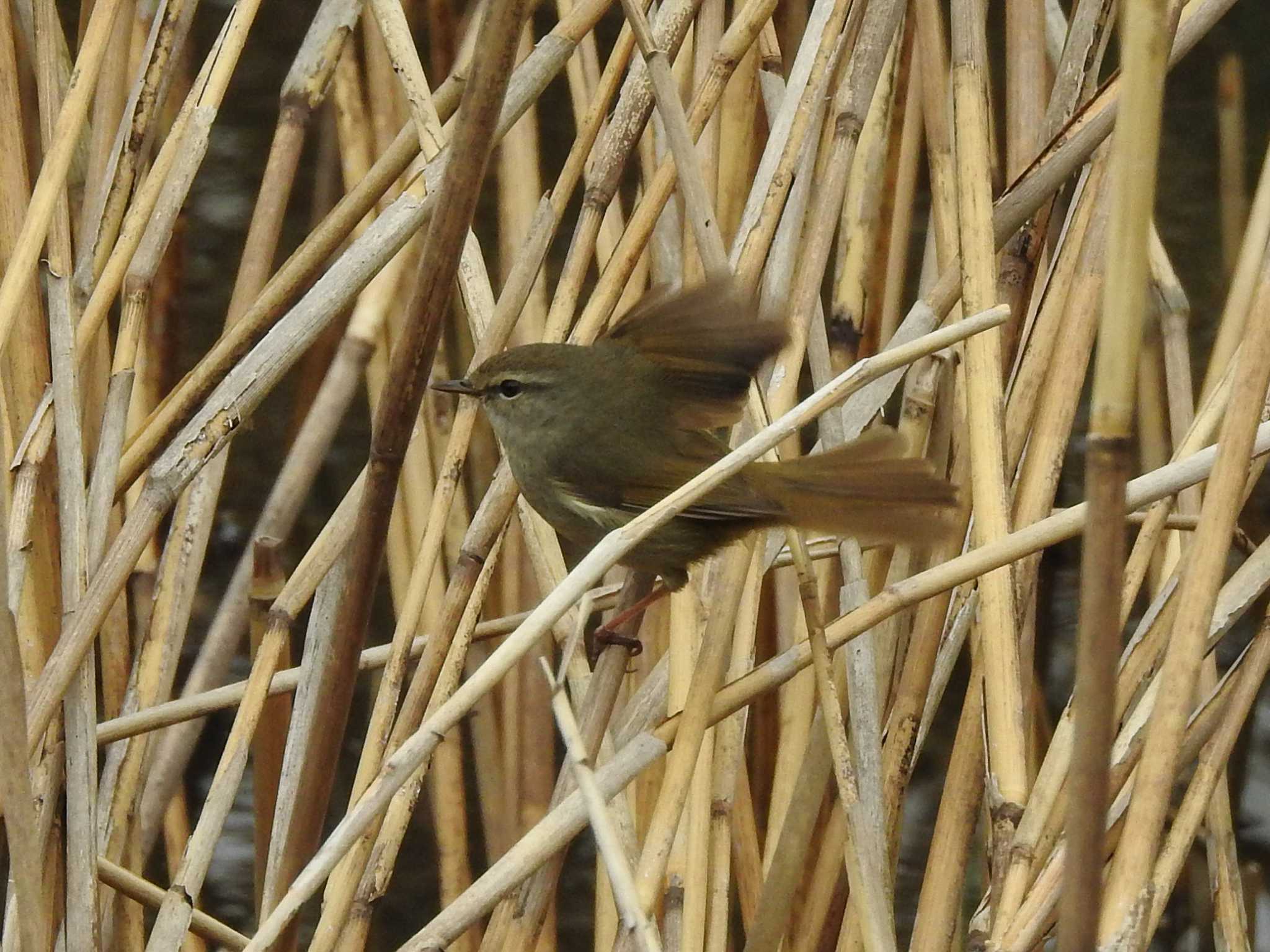 Photo of Japanese Bush Warbler at 富岩運河環水公園 by どらお