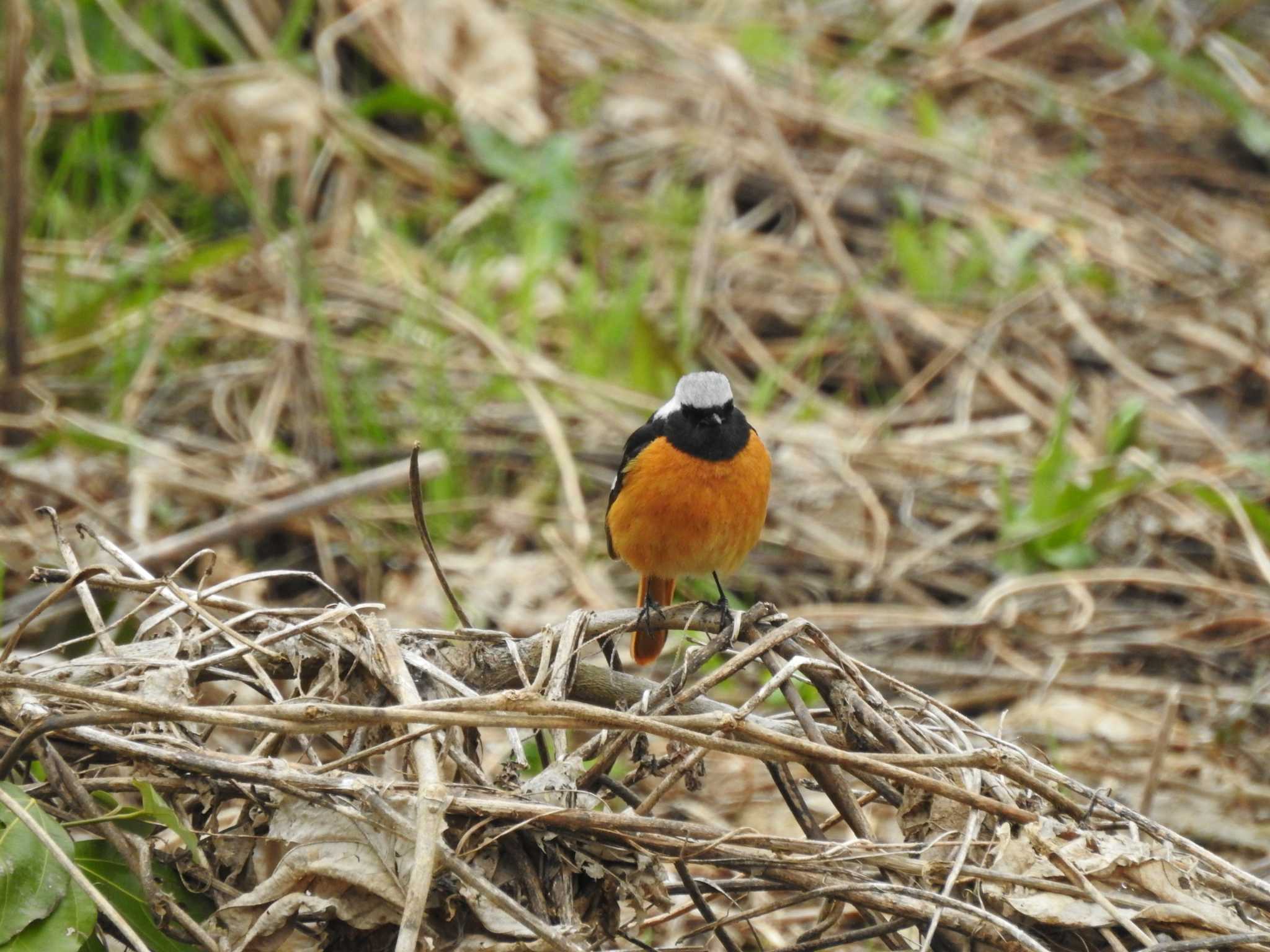 Daurian Redstart