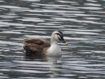 Eastern Spot-billed Duck 富岩運河環水公園 Sat, 3/25/2023