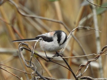 Long-tailed Tit 富岩運河環水公園 Sat, 3/25/2023