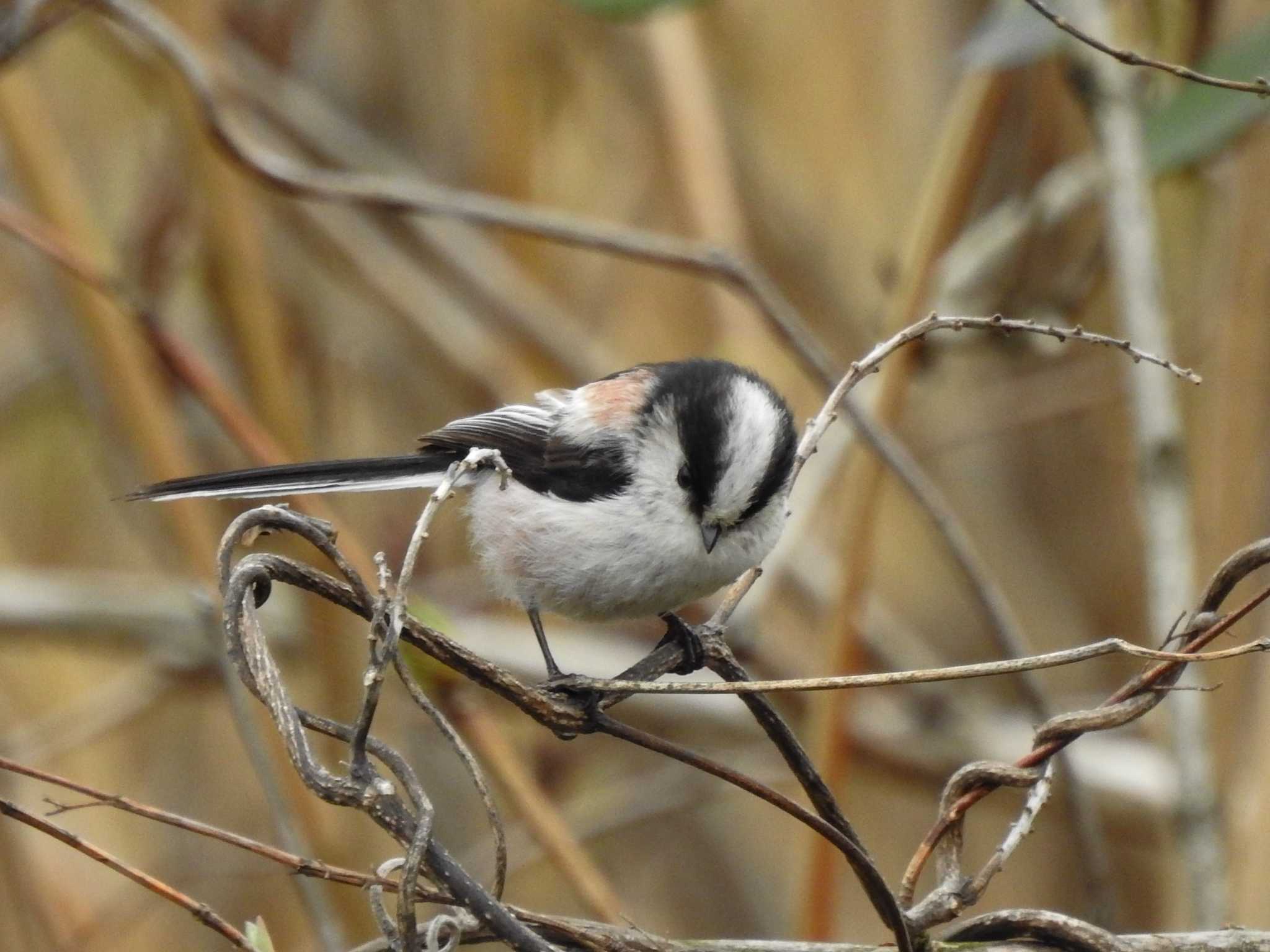 Long-tailed Tit