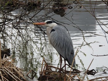 Grey Heron 富岩運河環水公園 Sat, 3/25/2023