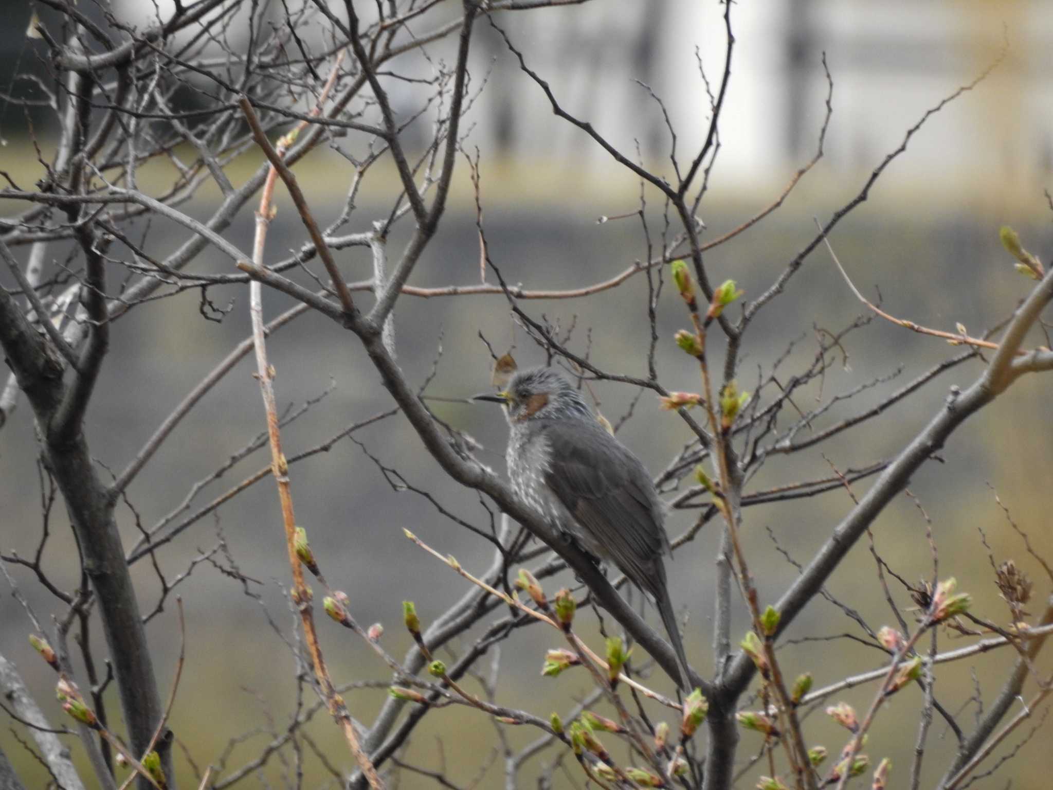 Photo of Brown-eared Bulbul at 富岩運河環水公園 by どらお