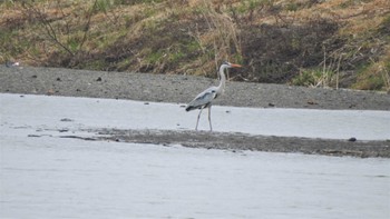 アオサギ 下田サーモンパーク(青森県おいらせ町) 2023年3月24日(金)