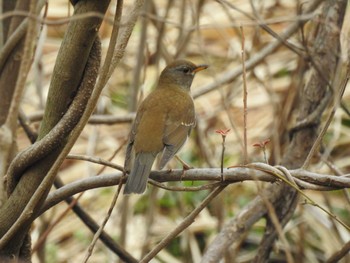 Pale Thrush 富岩運河環水公園 Sat, 3/25/2023