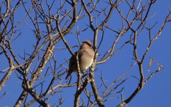 2023年3月11日(土) 水元公園の野鳥観察記録