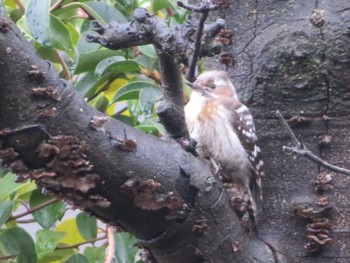 Japanese Pygmy Woodpecker Unknown Spots Sat, 3/25/2023