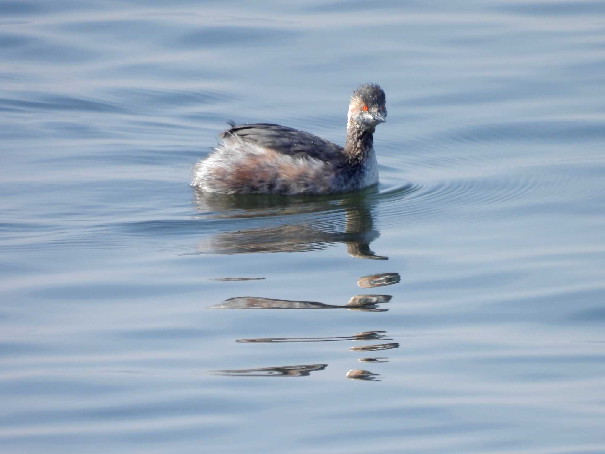 Black-necked Grebe