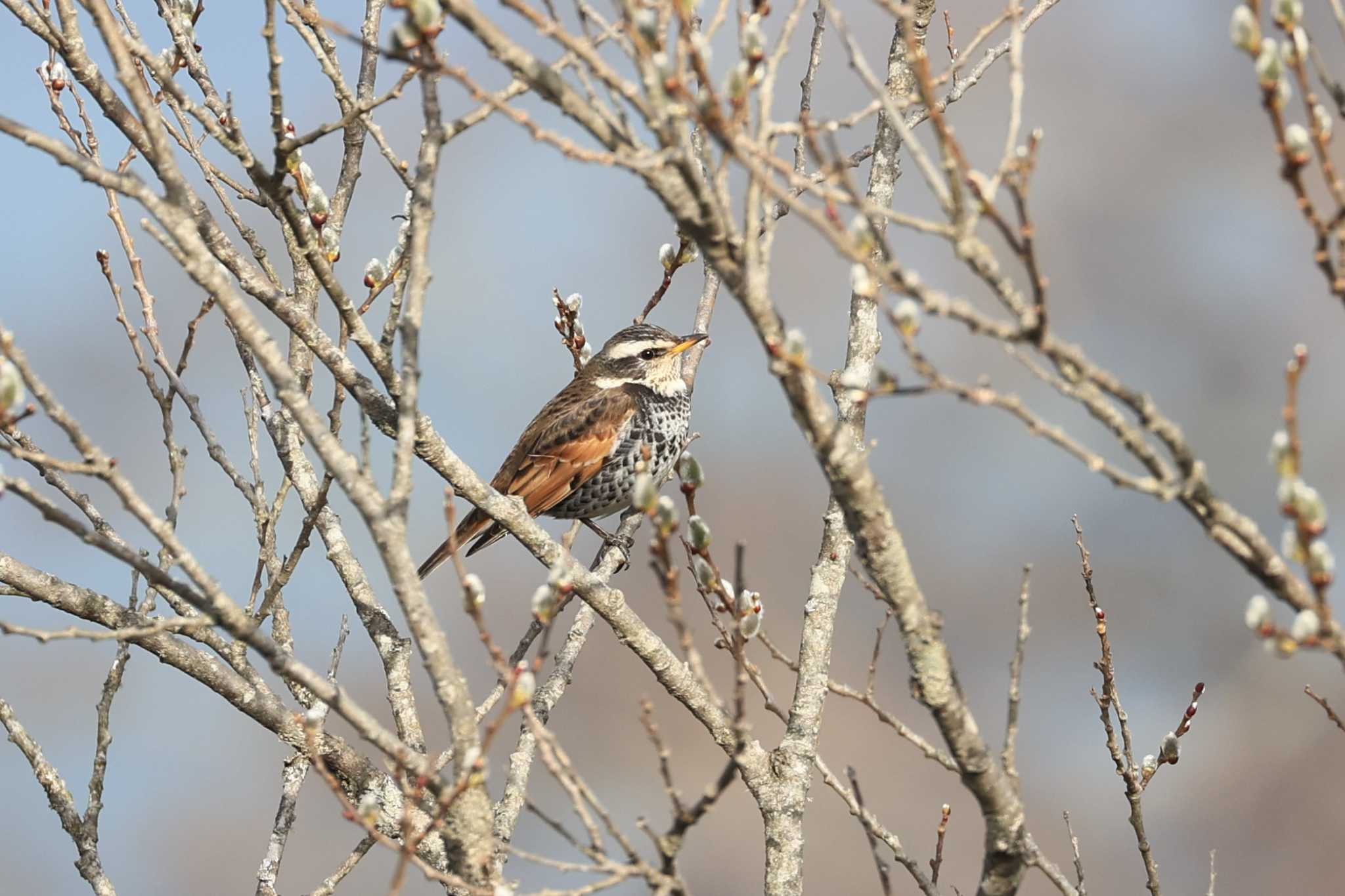 Dusky Thrush