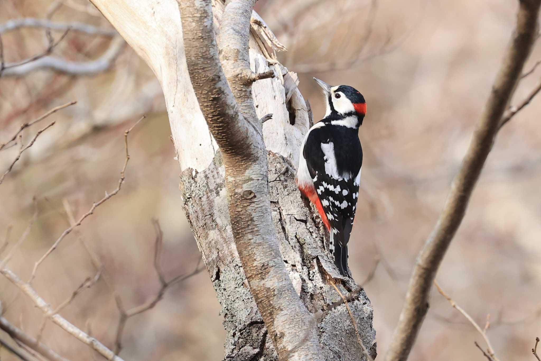 Great Spotted Woodpecker(japonicus)