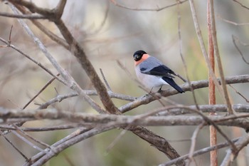 Sat, 3/25/2023 Birding report at Hakodateyama