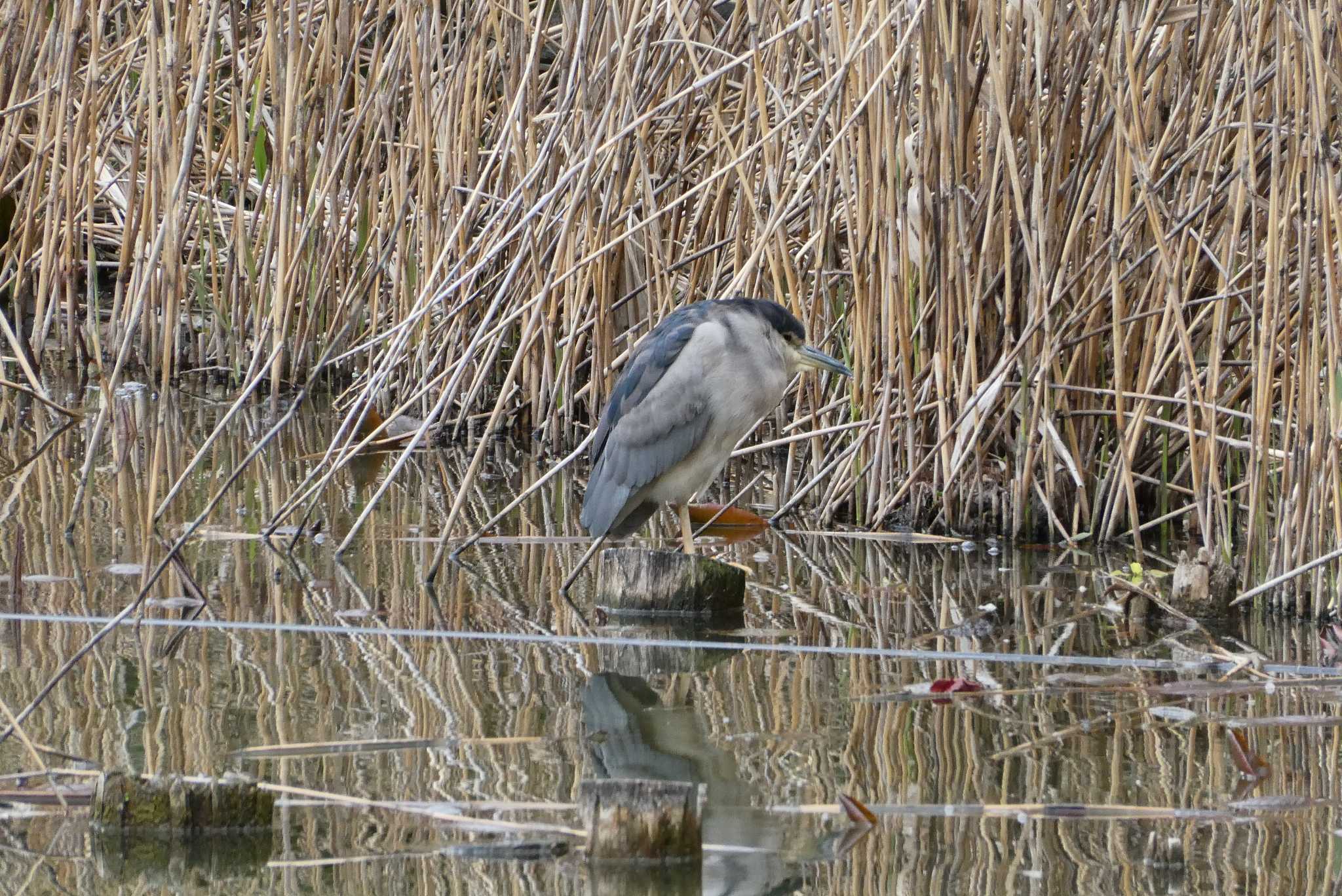 Black-crowned Night Heron