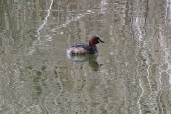 カイツブリ 都立浮間公園 2023年3月21日(火)