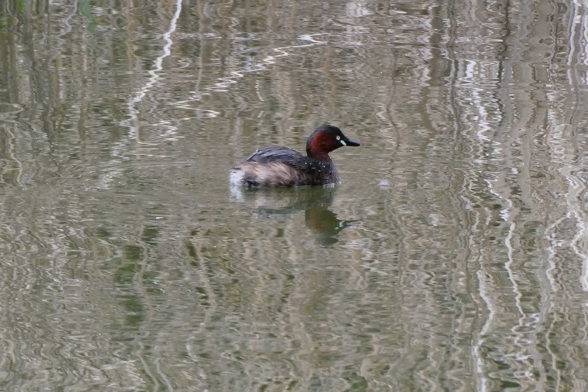 Little Grebe