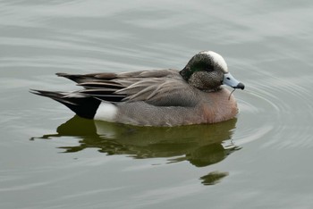 アメリカヒドリ 都立浮間公園 2023年3月21日(火)