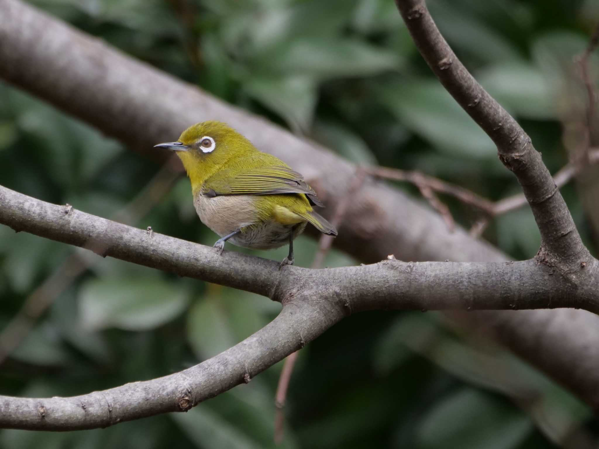 しばらく留守にします・・。 by little birds