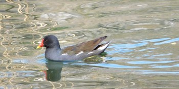 Common Moorhen Inokashira Park Mon, 3/20/2023