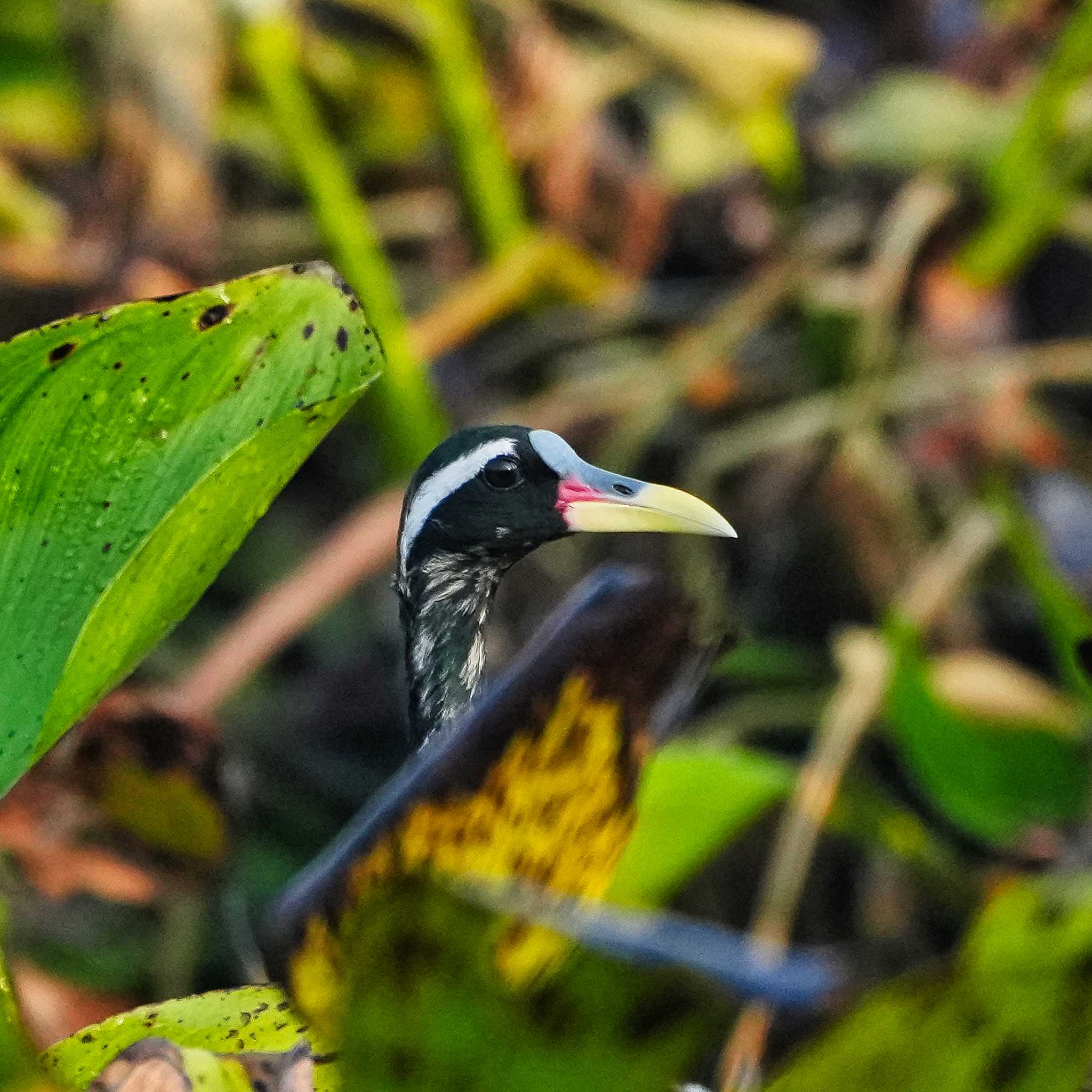 Bronze-winged Jacana