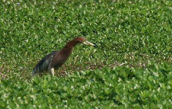 アカガシラサギ 兵庫県伊丹市 2018年5月12日(土)