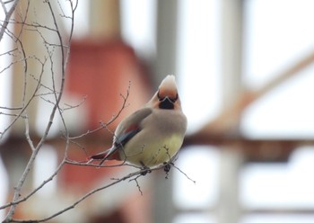 Japanese Waxwing 広島県 Sat, 3/18/2023