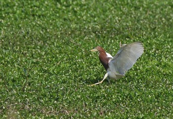 Chinese Pond Heron 兵庫県伊丹市 Sat, 5/12/2018