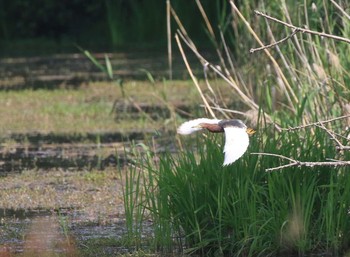 アカガシラサギ 兵庫県伊丹市 2018年5月12日(土)