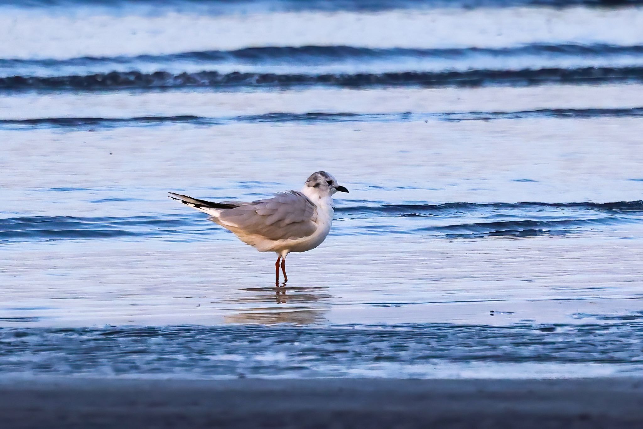 Photo of Saunders's Gull at Sambanze Tideland by amachan