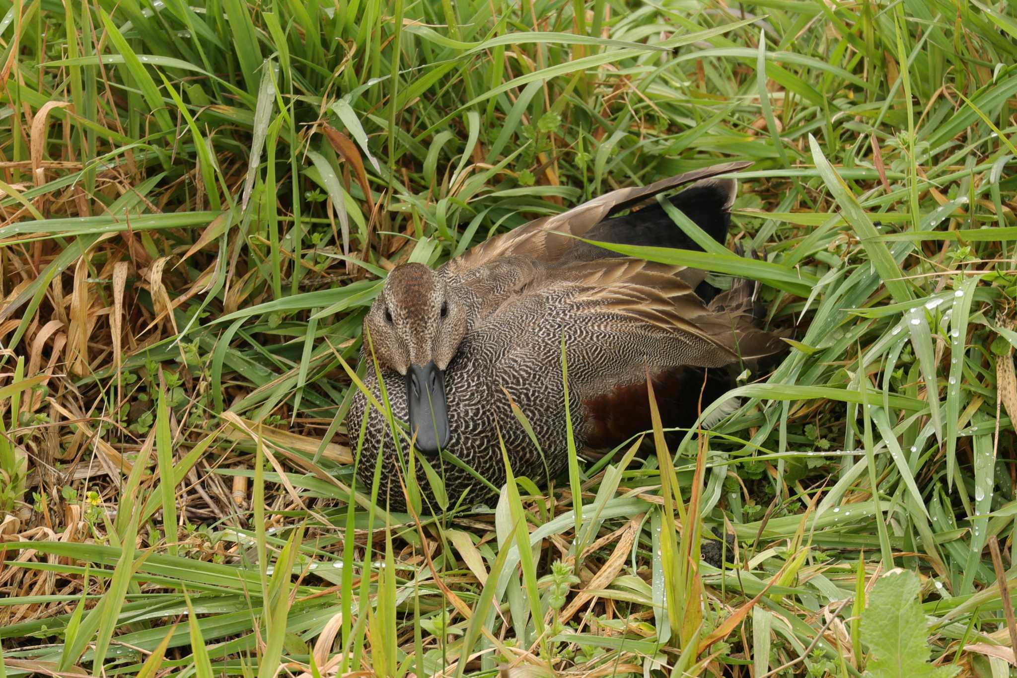 Photo of Gadwall at 池島 by トビトチヌ