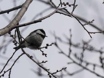 2023年3月25日(土) 三角山(札幌市西区)の野鳥観察記録