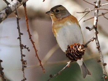 2023年3月25日(土) 宮城沢林道(札幌市西区)の野鳥観察記録