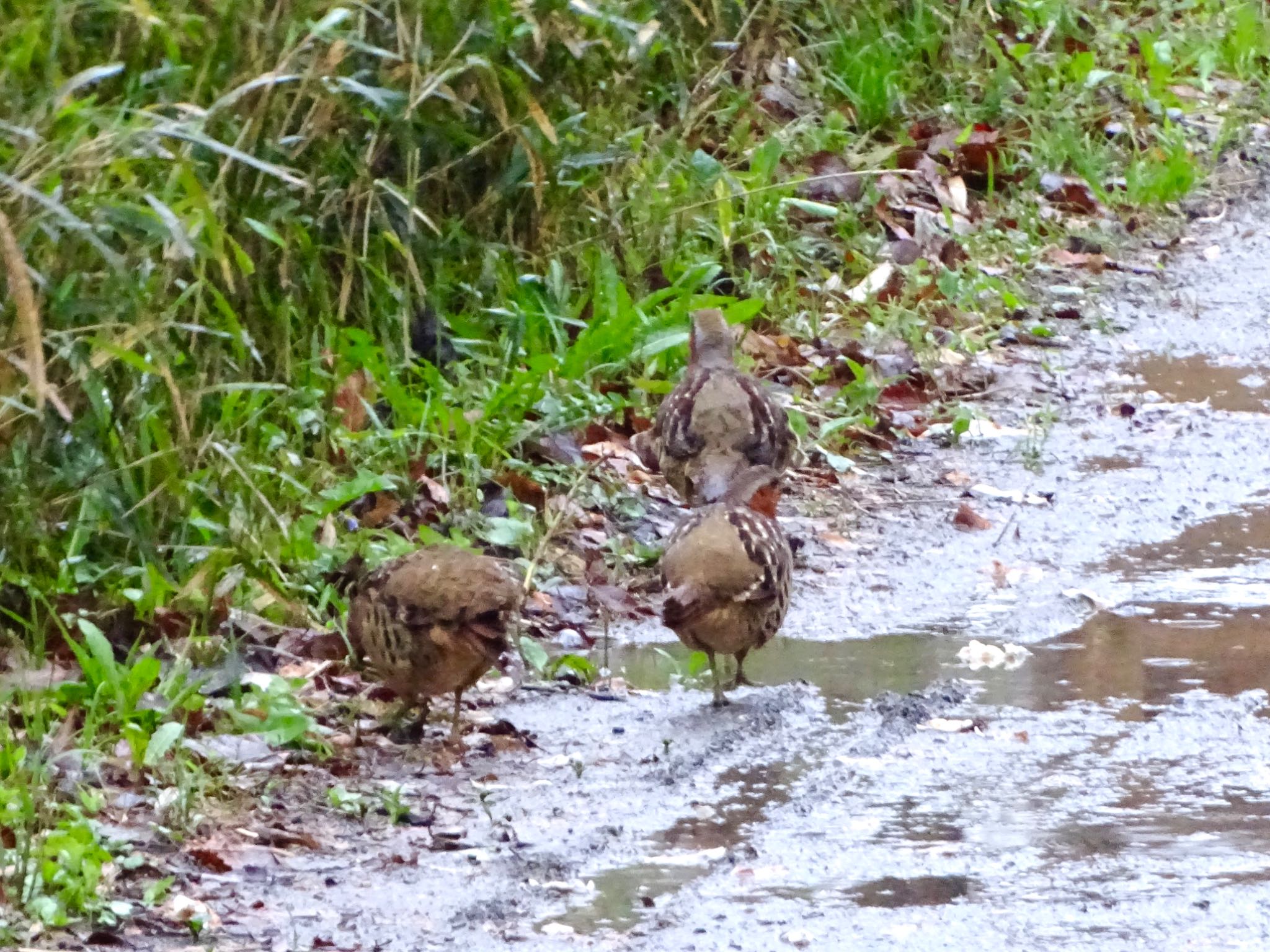 舞岡公園 コジュケイの写真