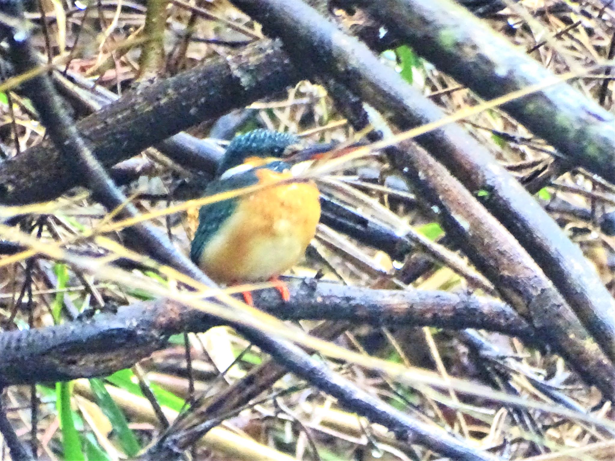 舞岡公園 カワセミの写真