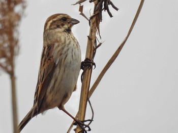 Common Reed Bunting 平城宮跡 Sat, 3/25/2023