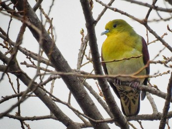 White-bellied Green Pigeon 平城宮跡 Sat, 3/25/2023