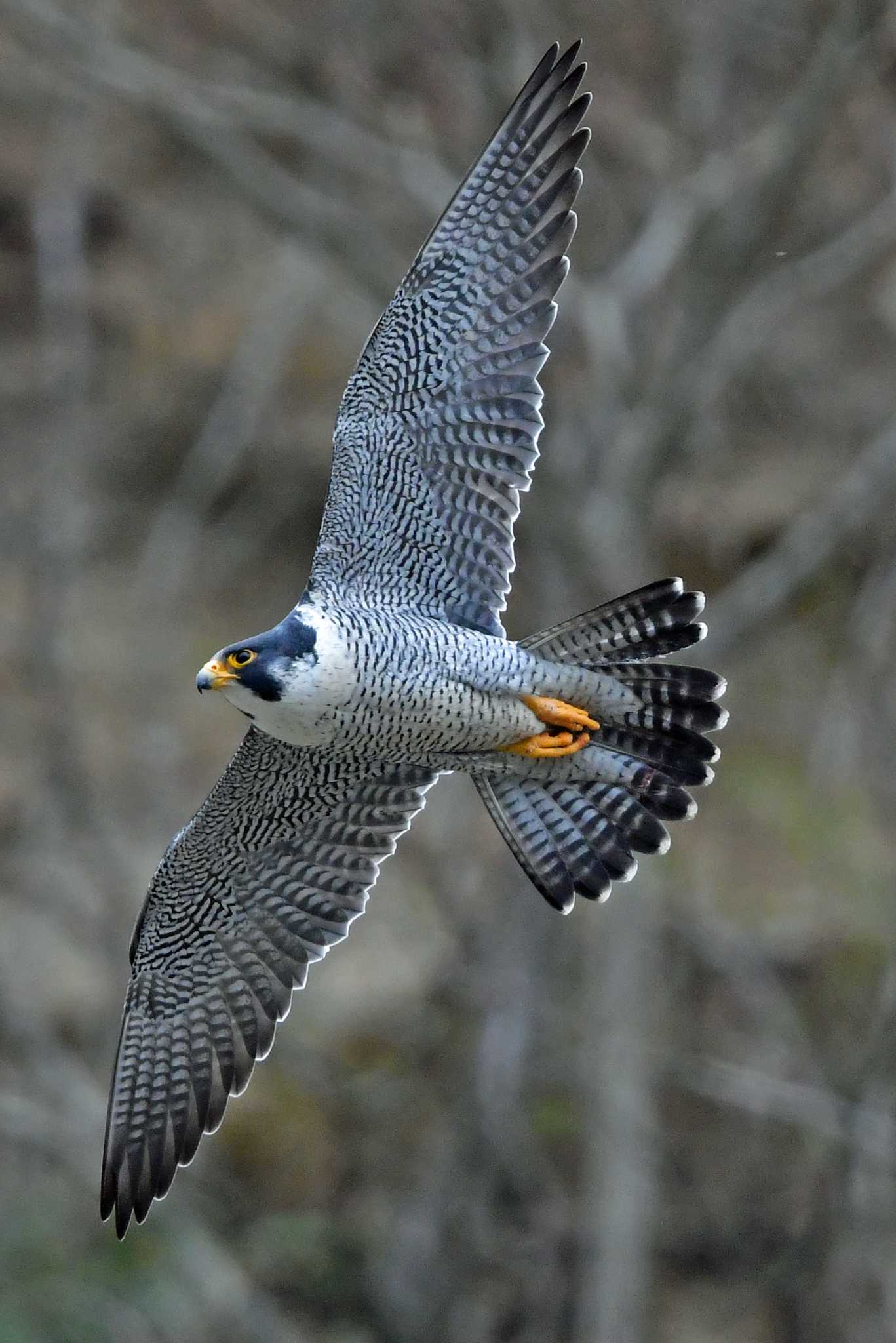 今日唯一の兄さんの写真