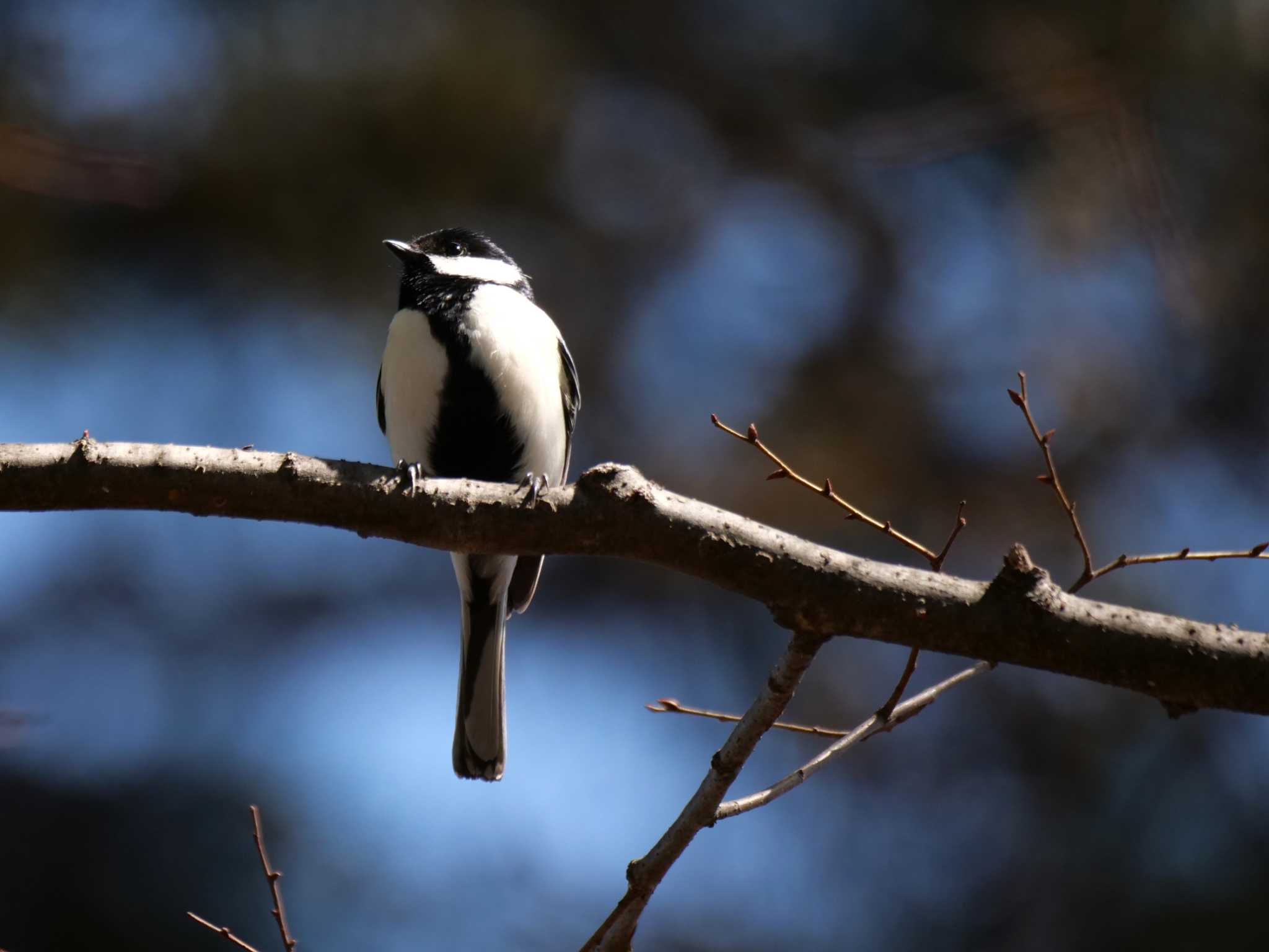 春だからか・・ by little birds