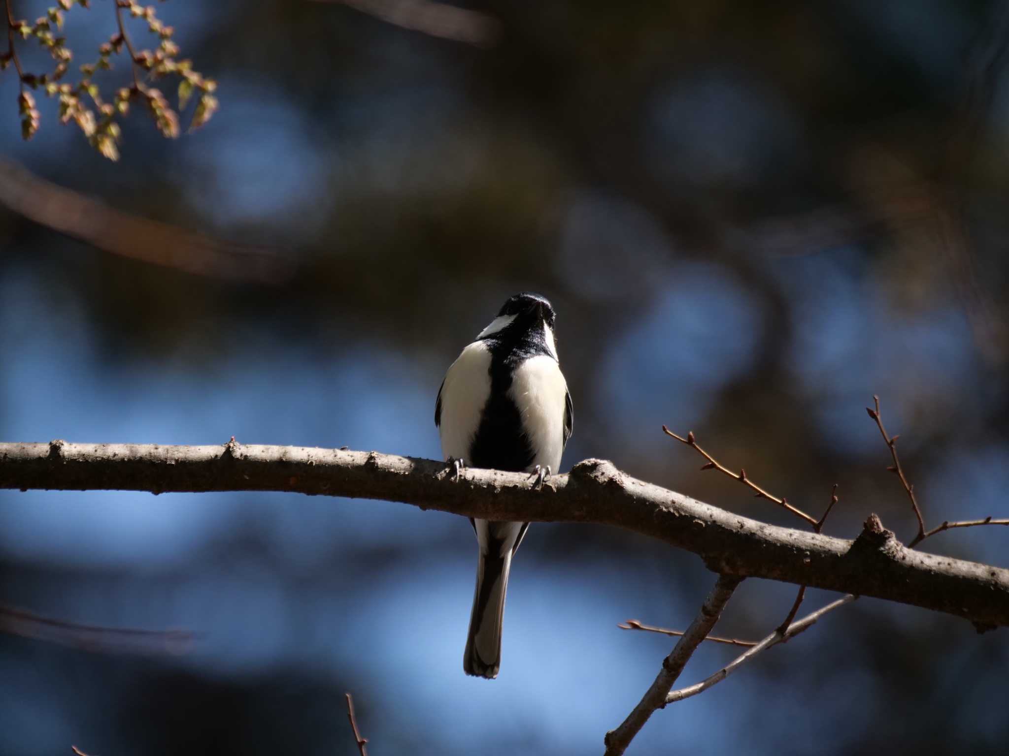 シジュウカラ3態。　いつもと違う様子・・ by little birds