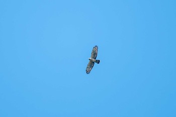 サシバ 淡路島公園 2018年5月11日(金)