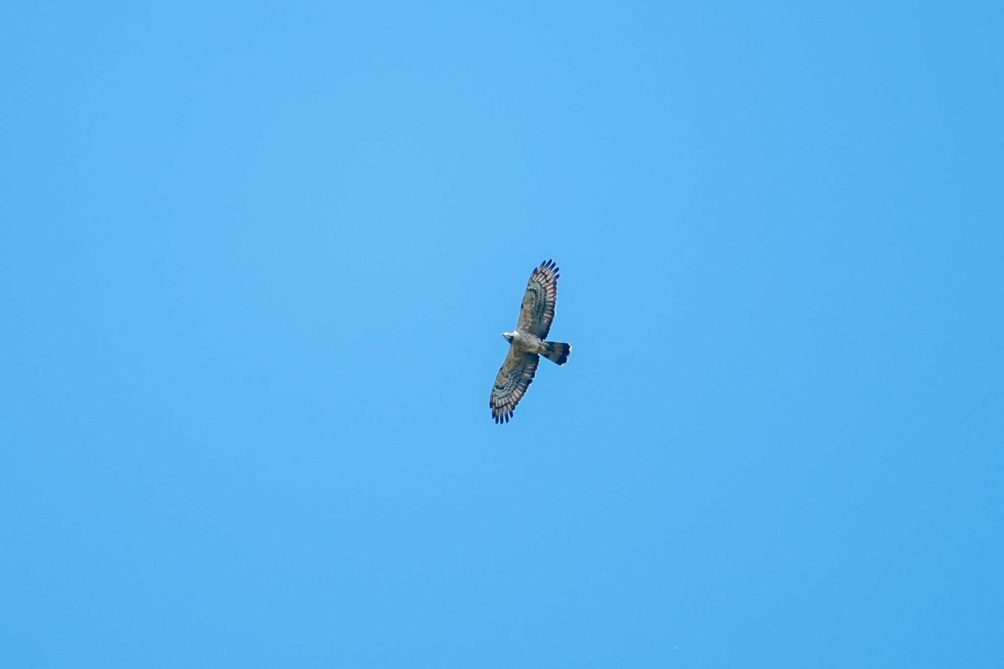 Grey-faced Buzzard