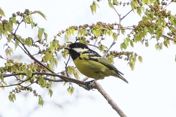 2023年3月24日(金) 大宮八幡宮(東京都杉並区)の野鳥観察記録