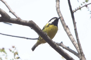 Yellow-bellied Tit 大宮八幡宮(東京都杉並区) Fri, 3/24/2023