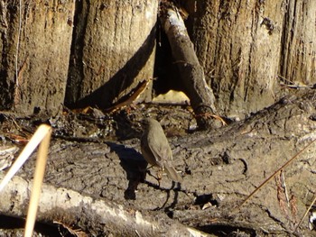 Dusky Warbler 草加公園 Sat, 2/11/2023