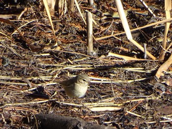 Dusky Warbler 草加公園 Sat, 2/11/2023