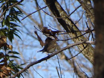 Red-breasted Flycatcher まつぶし緑の丘公園 Wed, 1/11/2023