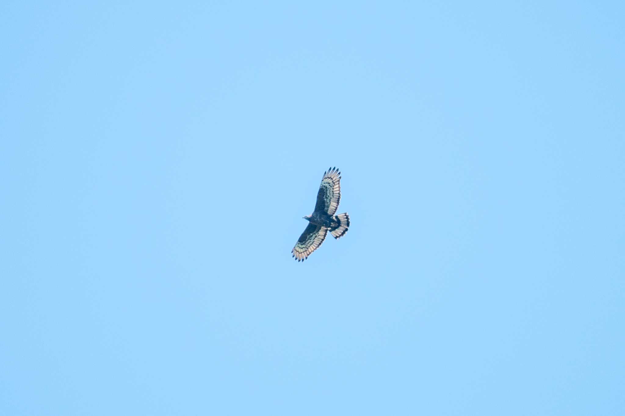 Crested Honey Buzzard