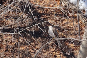 Eurasian Sparrowhawk Makomanai Park Sun, 3/19/2023