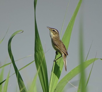 Black-browed Reed Warbler 流山市新川耕地 Thu, 6/2/2022