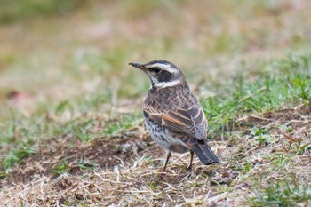 Dusky Thrush Toneri Park Sat, 2/25/2023