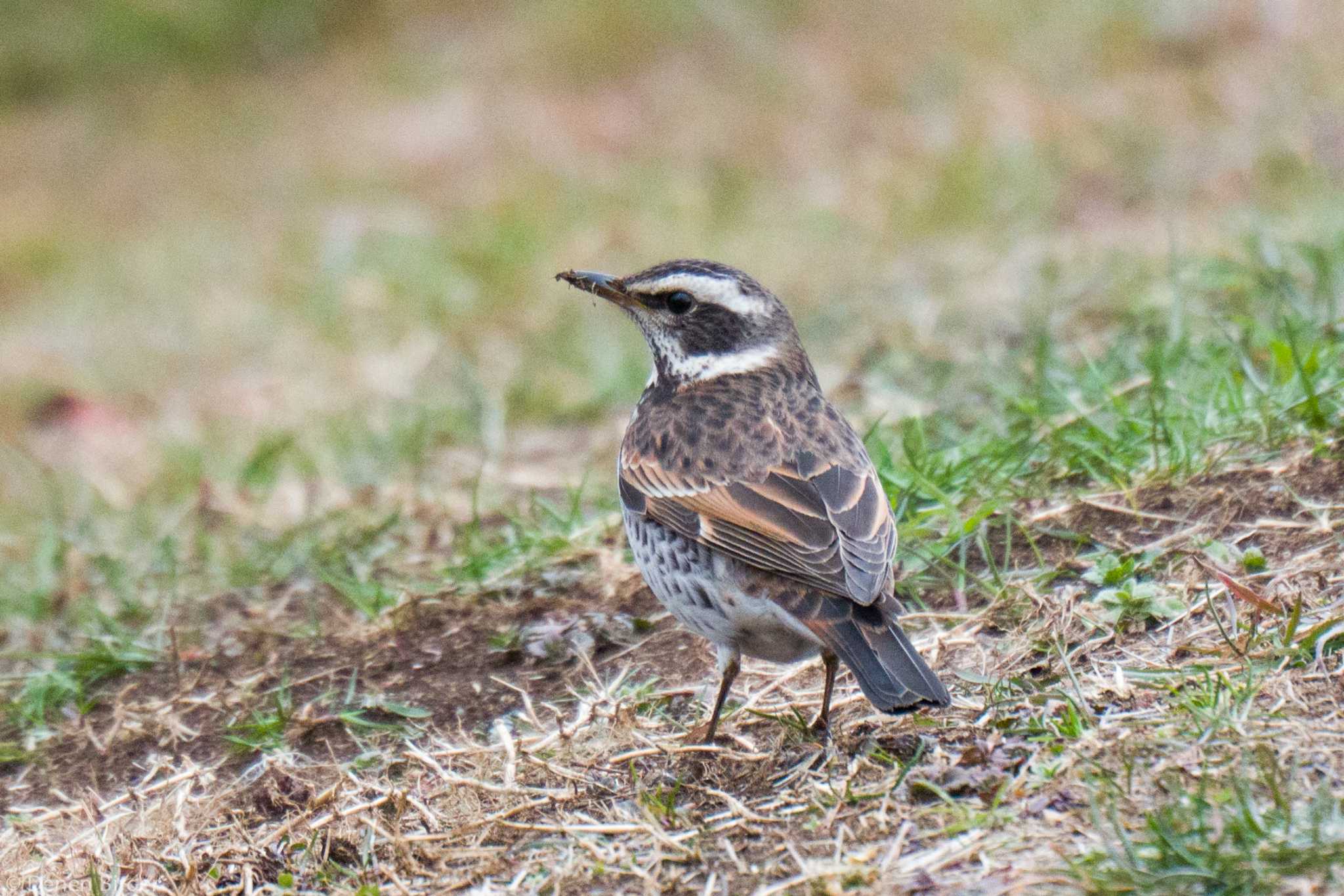 Dusky Thrush