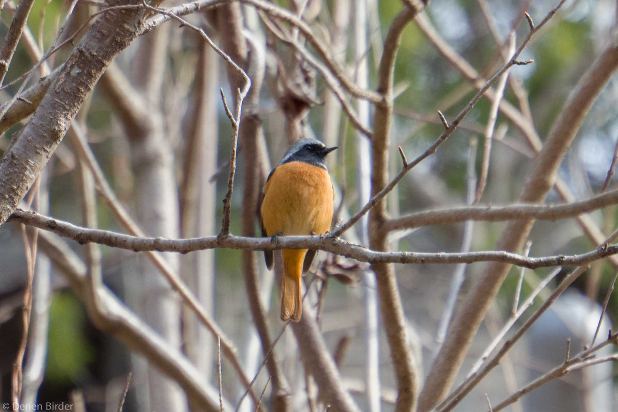 城山湖 ジョウビタキの写真 by 田園Birder